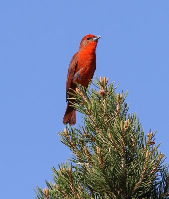 Hepatic Tanager