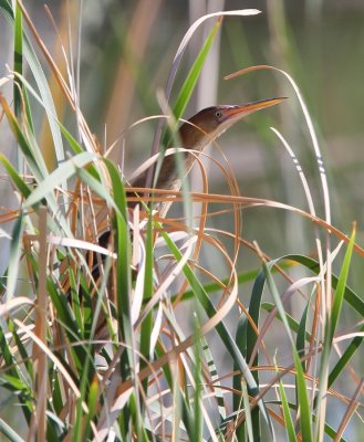 Least Bittern