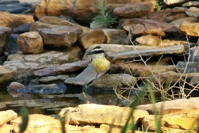 Great Kiskadee