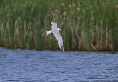 Sandwich Tern