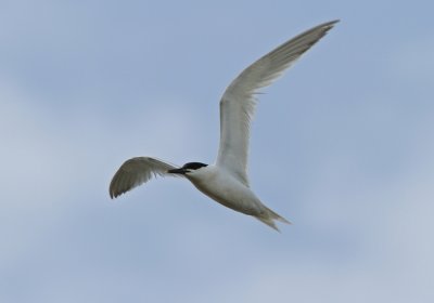 Sandwich Tern