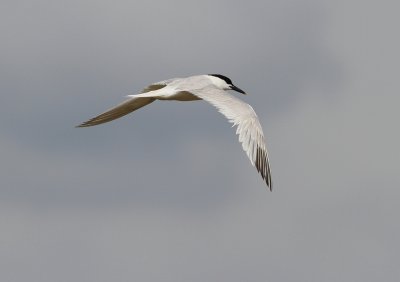 Sandwich Tern