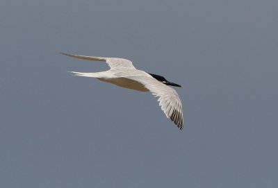 Sandwich Tern