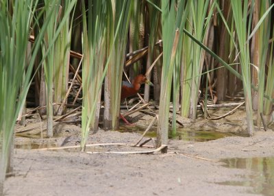 Rufous-necked Wood-Rail