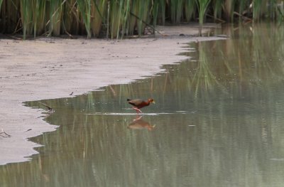 Rufous-necked Wood-Rail