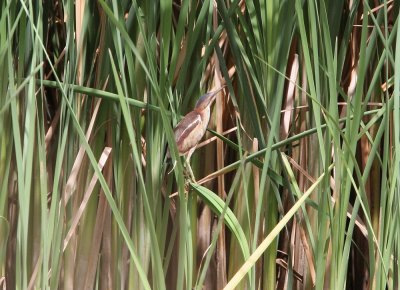 Least Bittern