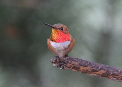 Rufous Hummingbird