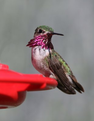 Calliope Hummingbird