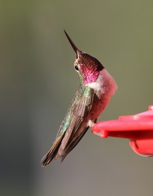 Broad-tailed Hummingbird