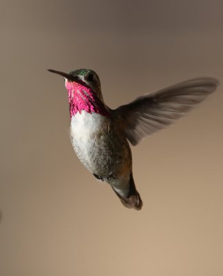 Calliope Hummingbird