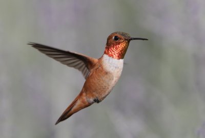 Rufous Hummingbird