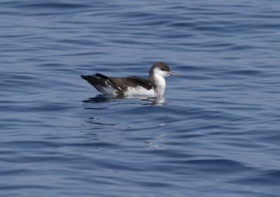 Audubon's Shearwater