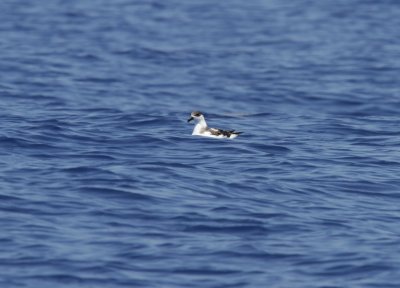 Black-capped Petrel