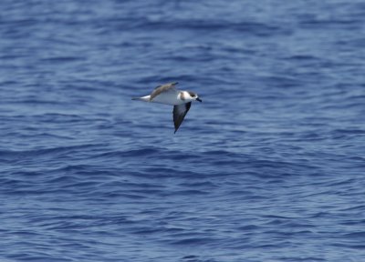 Black-capped Petrel