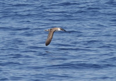 Great Shearwater