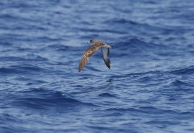 Cory's Shearwater