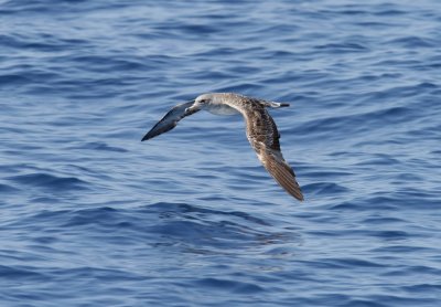 Cory's Shearwater