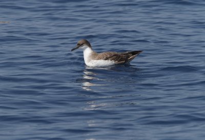 Great Shearwater