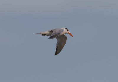 Royal Tern