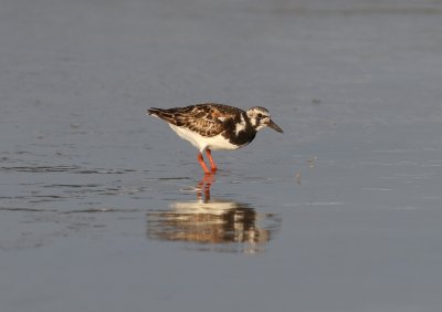 Ruddy Turnstone