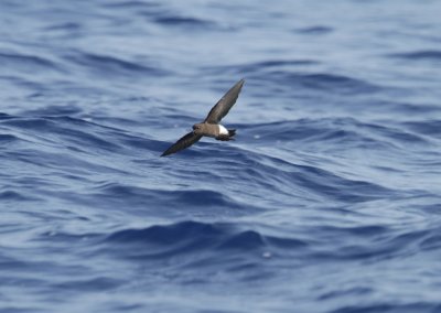 Wilson's Storm-Petrel