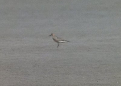 Buff-breasted Sandpiper