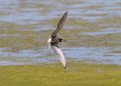 Black Tern