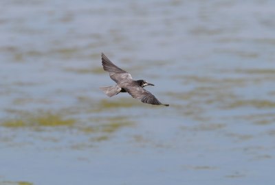 Black Tern