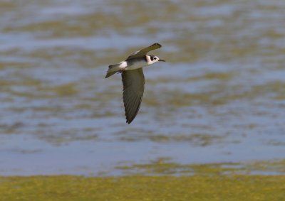 Black Tern