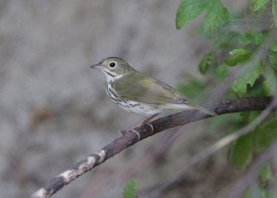 Ovenbird