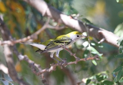 Chestnut-sided Warbler