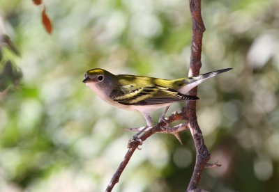 Chestnut-sided Warbler