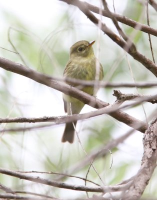 Yellow-bellied Flycatcher