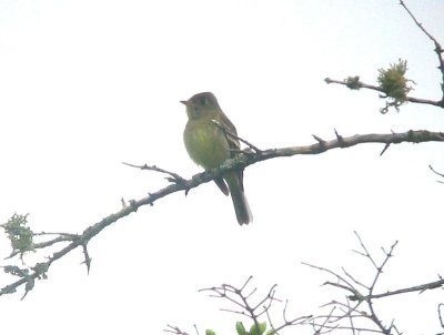 Yellow-bellied Flycatcher