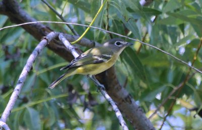 Blue-headed Vireo