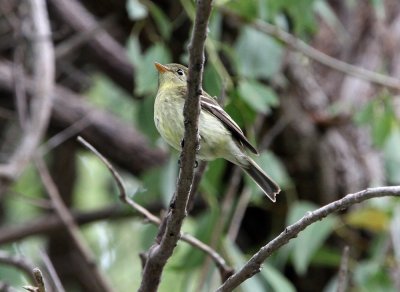 Yellow-bellied Flycatcher