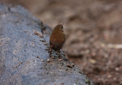 Pacific Wren