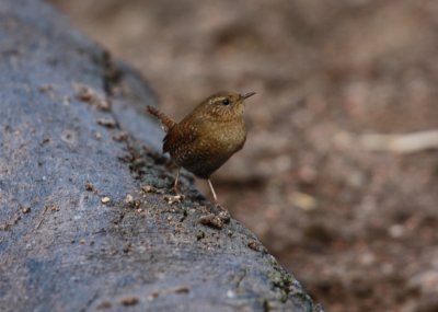 Pacific Wren