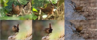 Pacific Wrens