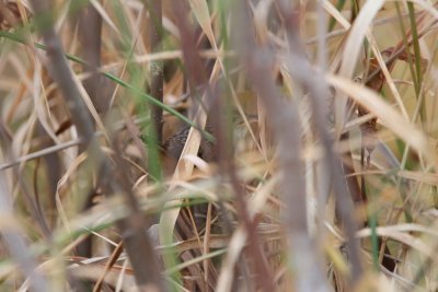 Sedge Wren