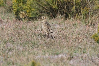 Sprague's Pipit