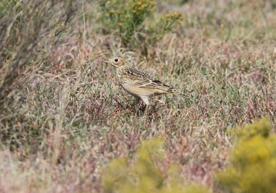 Sprague's Pipit