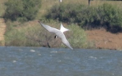 Arctic Tern