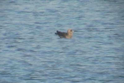 Pomarine Jaeger