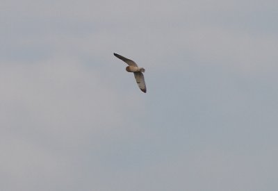 Short-eared Owl