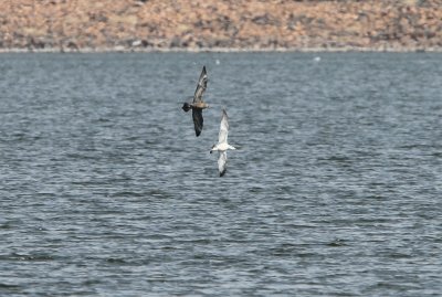 Pomarine Jaeger