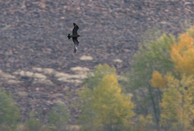 Pomarine Jaeger