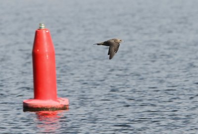 Pomarine Jaeger