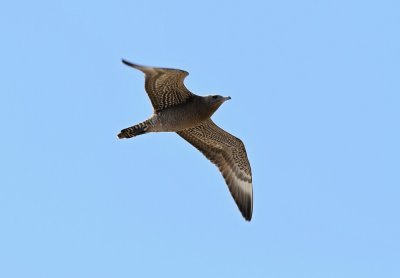 Pomarine Jaeger