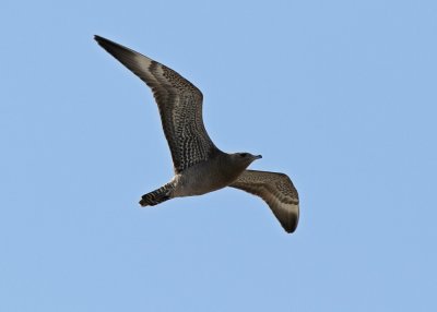 Pomarine Jaeger